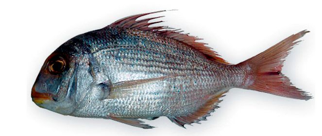 Pagrus caeruleostictus_06.jpg